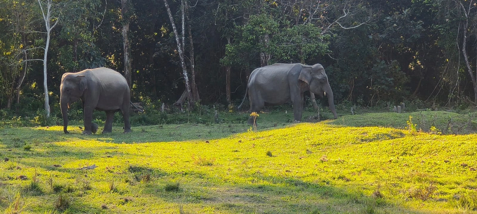 Dooars Safari